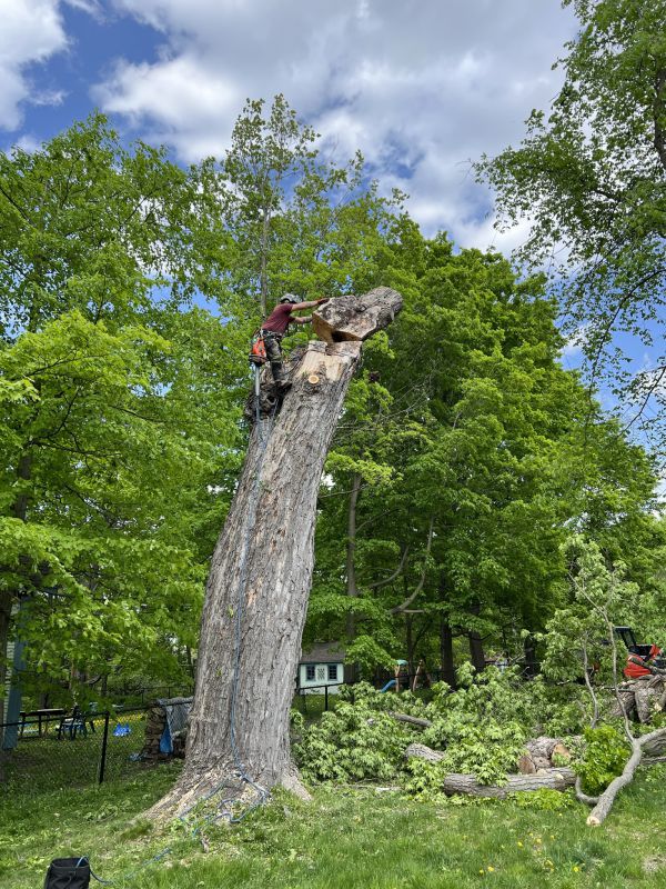 Démontage sécuritaire d’un grand arbre, section par section