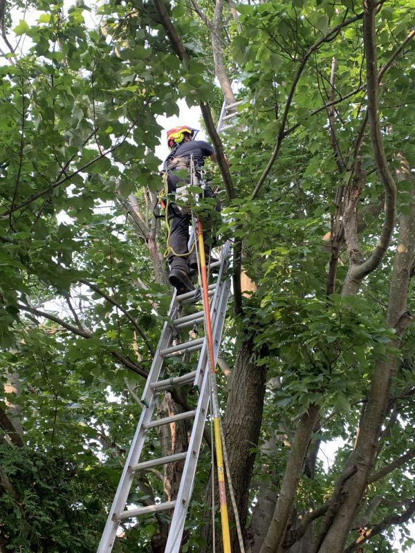 Accès à l’échelle pour l’élagage d’un arbre mature