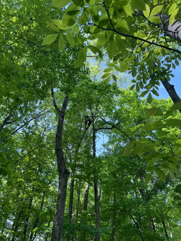Grimpe et élagage au cœur de la forêt