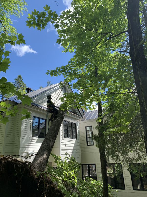Urgence : arbre déraciné retiré d’une toiture en sécurité